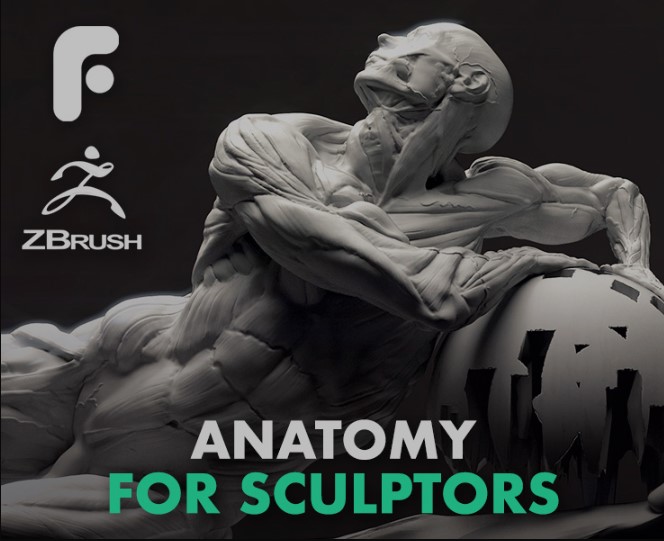 Fundamental Anatomy for Sculptors (Premium)