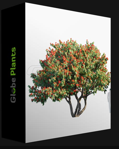 GLOBE PLANTS – SARACA ASOCA  (Premium)