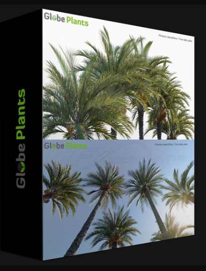 GLOBE PLANTS – PHOENIX DACTYLIFERA – TRUE DATE PALM (3D MODEL) (Premium)