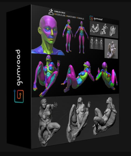 GUMROAD – FEMALE MODULAR ANATOMY 