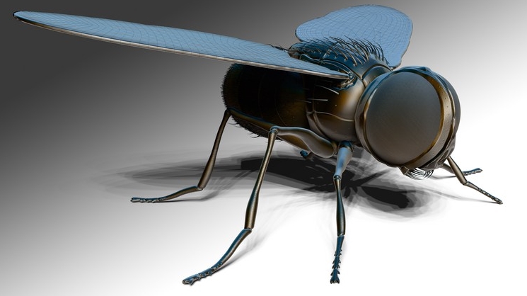 Zbrush Online Course Sculpting And Modelling “The Fly” (Premium)