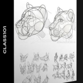 CLASS101 – LEARN ANIMAL ANATOMY TO DRAW REALISTIC ANIMALS FROM IMAGINATION BY MONIKA (Premium)