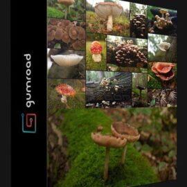 GUMROAD – FANTASY FOREST MUSHROOM REFERENCE PACK (Premium)