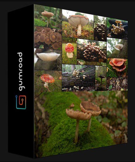 GUMROAD – FANTASY FOREST MUSHROOM REFERENCE PACK