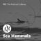 PSE: The Producers Library Sea Mammals [WAV] (Premium)