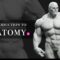 FlippedNormals – Introduction To Anatomy (Premium)