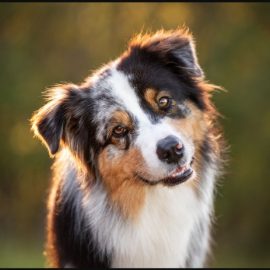 Unleashed Education – Simplifying Manual Exposure for Pet Photographers (Premium)